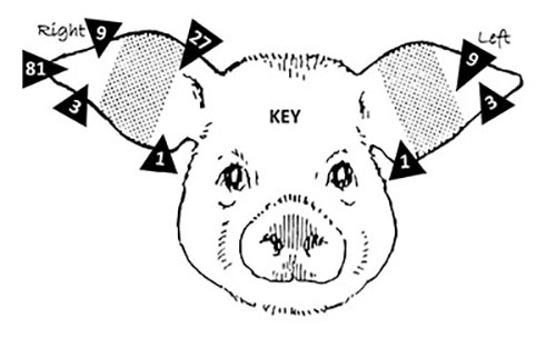 Figure 2: Illustration showing numerical values for different ear notch sections in the 1-3-9 system.