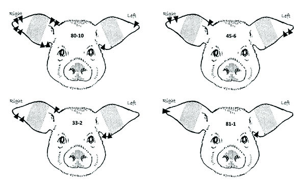 Figure 3: Illustrations of examples of litter and individual pig ear notch numbers.