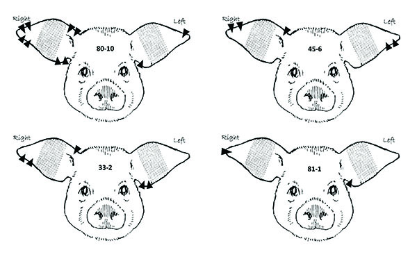 ear notching cattle