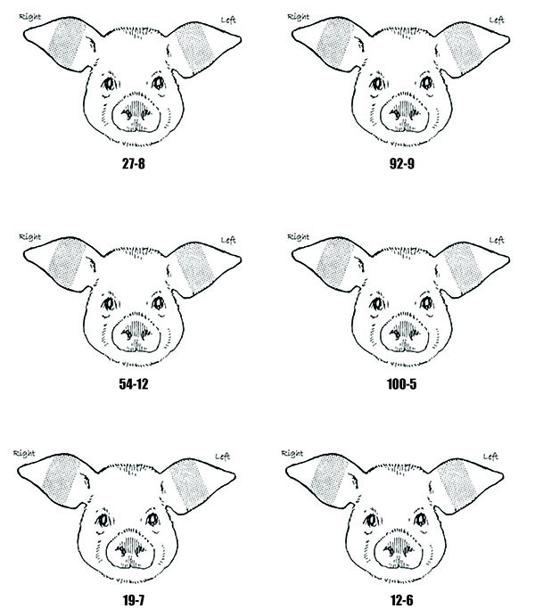 Identify Pigs by Ear Notching | New Mexico State University - BE BOLD.  Shape the Future.