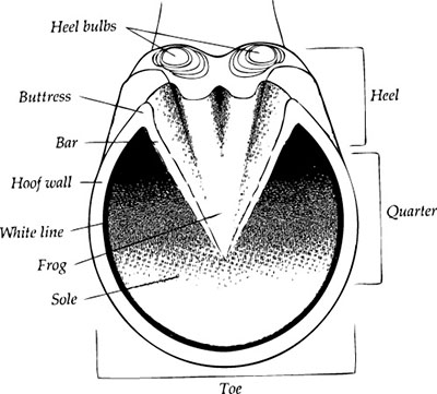 Illustration showing parts of the equine hoof.