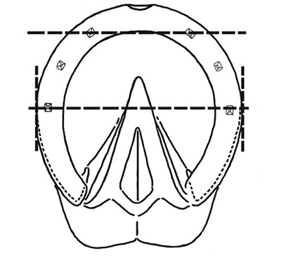 Diagram of a properly fitted shoe. Arrow indicates the widest part of the hoof
