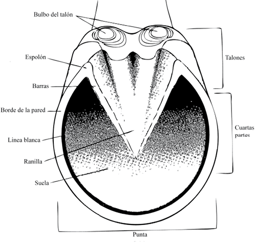 Un diagrama anatómico de la pezuña de un caballo visto desde abajo, rotulado en español.  Texto transcrito: bulbo del talon, espolon, garras, Barras, borde de la pared, línea blanca, cuartas partes, Ranilla, Suela, punta