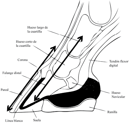 Diagrama de una sección transversal de un casco de caballo con estructuras etiquetadas en español y flechas que muestran las direcciones de las fuerzas. Texto transcrito: Hueso largo de la cuartilla, Hueso corto de la cuartilla, Corona falange distal pared línea blanca, Suela, Tendón flexor digital, Hueso, Navicular Ranilla