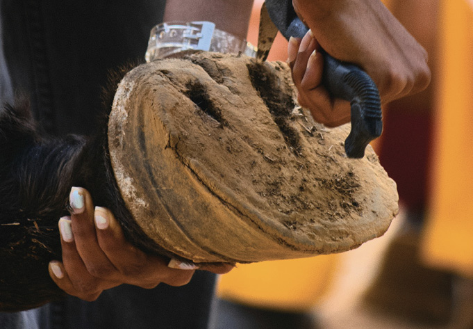 Primer plano de una persona limpiando el casco de un caballo con una herramienta.