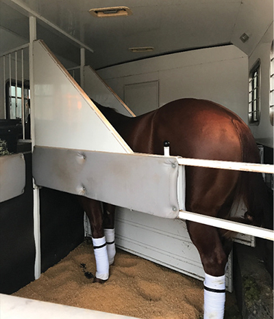 Photograph of a horse in a trailer.