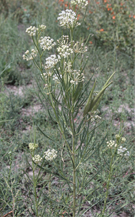 photo of Horsetail milk weed 