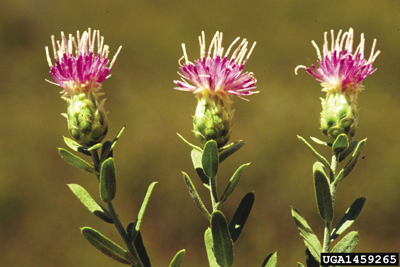 Fig. 1: Photograph of Russian knapweed flowers. 