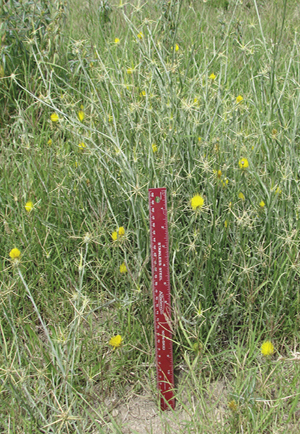 Yellow star-thistle plants.