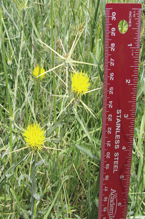 Close-up of a yellow flowering plant next to a ruler for scale, indicating its size in a natural setting.