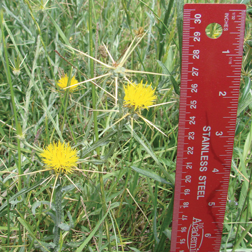 Primer plano de una planta de cardo con flores amarillas junto a una regla como escala, indicando su tamaño en un entorno natural.