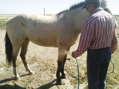 Fig. 2: Photograph of a person giving a horse a cool water bath. 