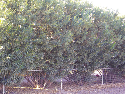 Fig. 1: Photograph of white oleander trees in a hedge. 