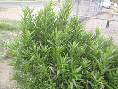 Fig. 2: Photograph of an oleander shrub. 