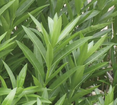 Fig. 3: Detail photograph of oleander showing contrasting colors of leaf sides. 