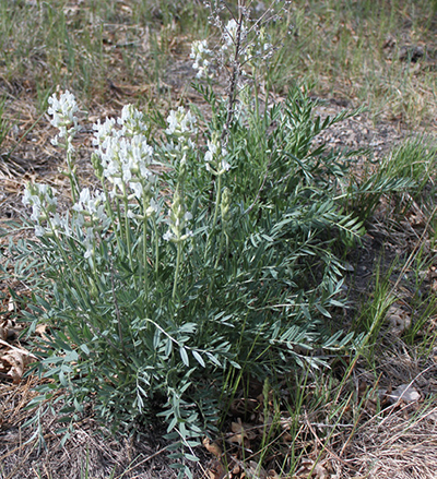 Fig. 2: Photograph of white locoweed (Oxytropis sericea Nuttall).