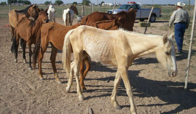 Photo of thin, unthrifty horses that may represent criminal neglect or abuse.