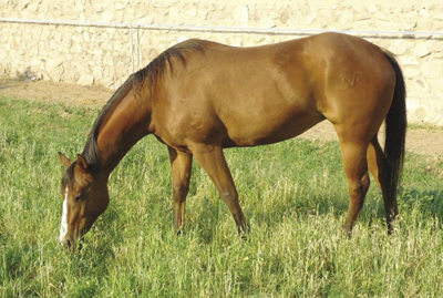 Foto de un caballo bien cuidado en condición corporal acceptable, con acceso adecuado a los pastos y forrajes 