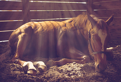 Photograph of a horse lying in a barn.