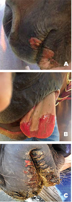 Figure 01A: Photograph of vesicles on a horse’s mouth. Figure 01B: Photograph of vesicles on a horse’s tongue. Figure 01C: Photograph of erosions on a horse’s mouth.