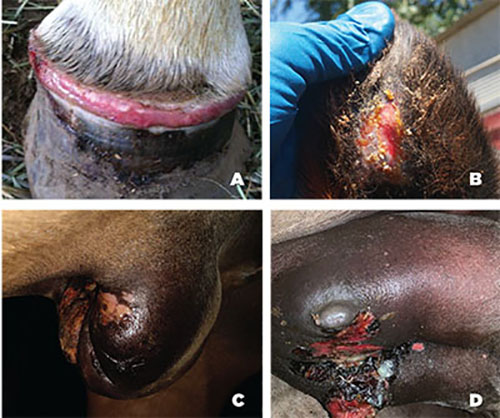 Figure 02A: Photograph of lesions on a horse’s coronary band. Figure 02B: Photograph of lesions on a horse’s ear. Figure 02C: Photograph of lesions on a horse’s sheath. Figure 02D: Photograph of lesions on a horse’s teats.