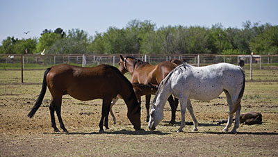 Photograph of three horses in a corral.