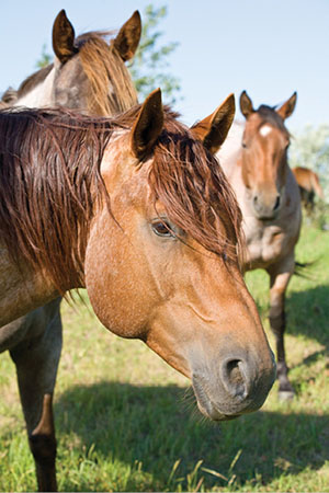 Photograph of horses.
