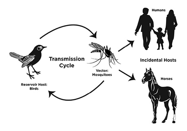 Diagram showing transmission cycle of eastern equine encephalitis. Birds are the reservoir host, mosquitoes are the vector host, and horses and humans are the incidental hosts.