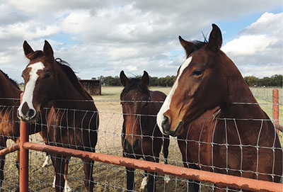 Photograph of horses.