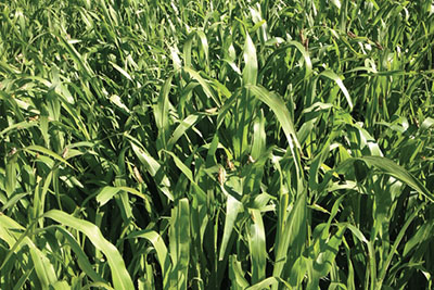 Figure 01: Photograph of a field of irrigated sorghum-sudangrass.