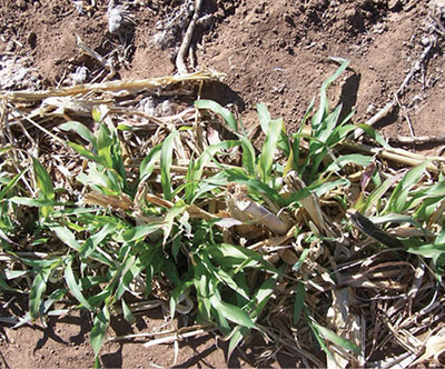 Figure 02: Photograph of young regrowth of sorghum.
