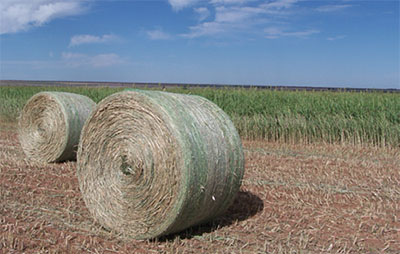 Figure 03A: Photograph of two round, net-wrapped bales of sudangrass in a field.
