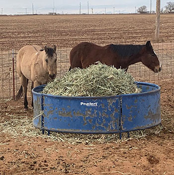 Photograph of two horses and a hay feeder.