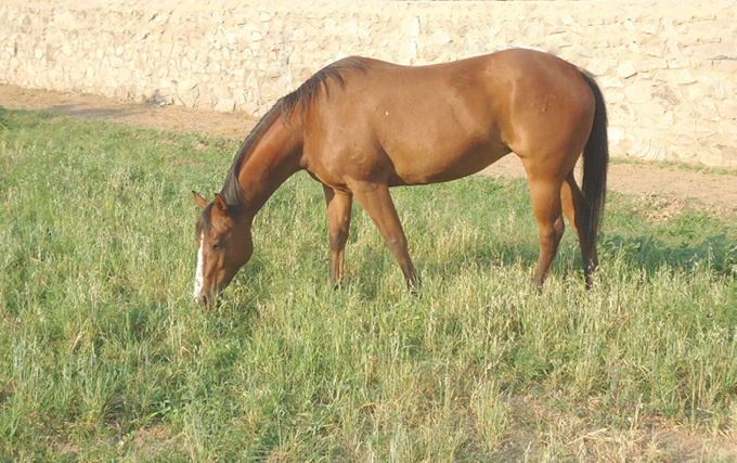 Photograph of a brown horse with white markings on its face grazing. The horse is standing over lush green grass.