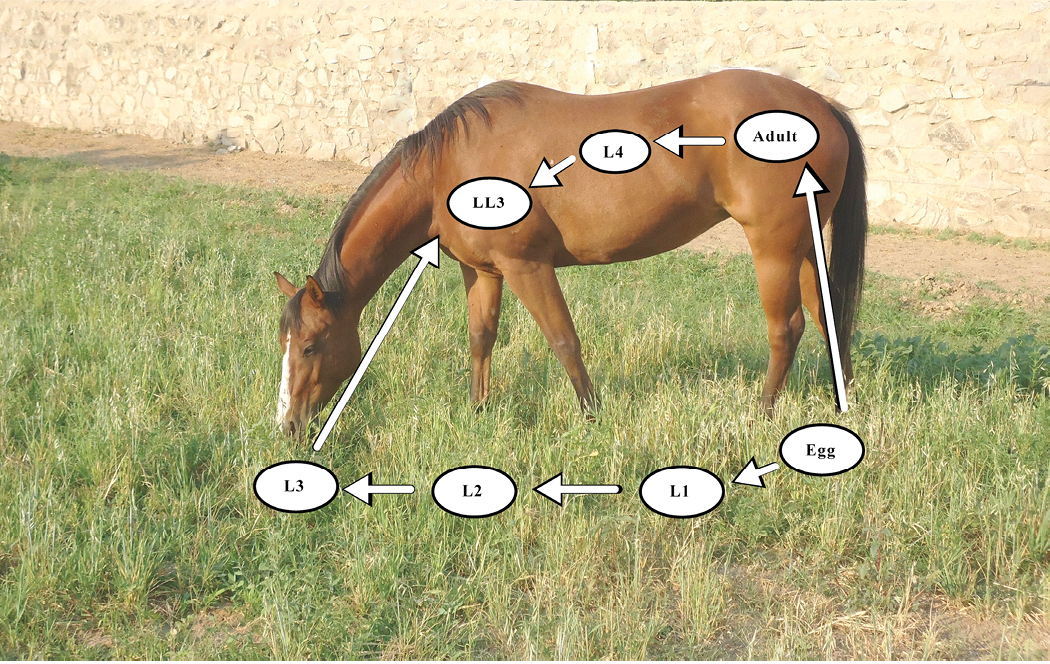 A brown horse is grazing in a grassy area. At the top of the image, there are graphic illustrations depicting the life cycle of the small strongyle parasite. These graphics include various stages of the parasite, arranged in a clear and informative layout.