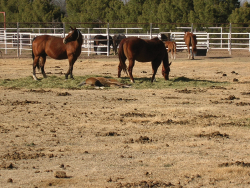 Photo of 5 horses standing on an overstocked pasture. There is little distinction between the lawn and rough areas.