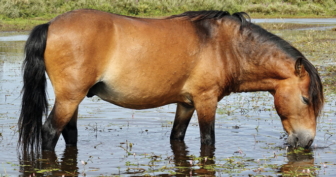 Brown horse standing in shallow water, grazing with its head lowered.
