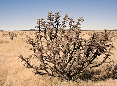 Photograph of a stand of cholla cactus.