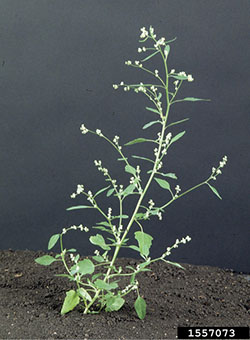 Figure 01: Photograph of lambsquarters (Chenopodium album).