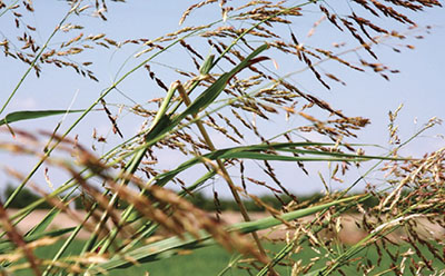 Figure 01: Photograph of Johnsongrass (Sorghum halepense).