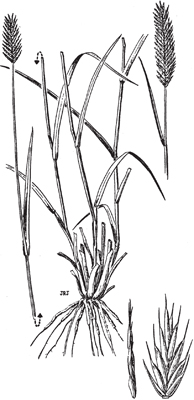 Fig. 1: Illustration of crested wheatgrass.