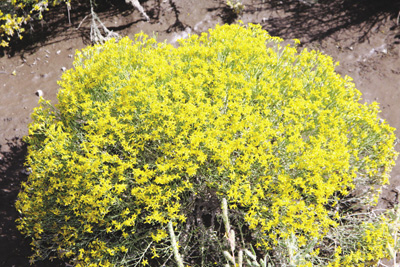 Fig. 2: Photograph of a broom snakeweed plant. 