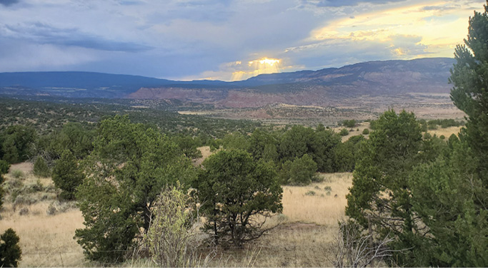Grasslands with juniper trees under a cloudy blue sky with sunlight.