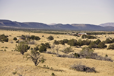 Photo of Juniper growing on rangeland. 