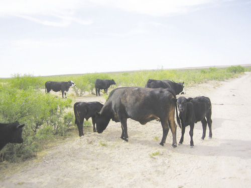 Photo of cattle grazing near a mesquite infestation.