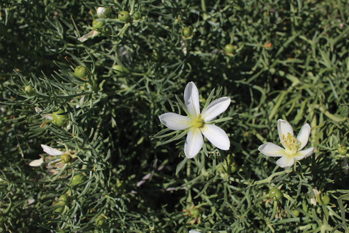 A cluster of African Rue's white flowers blooming among lush green foliage.
