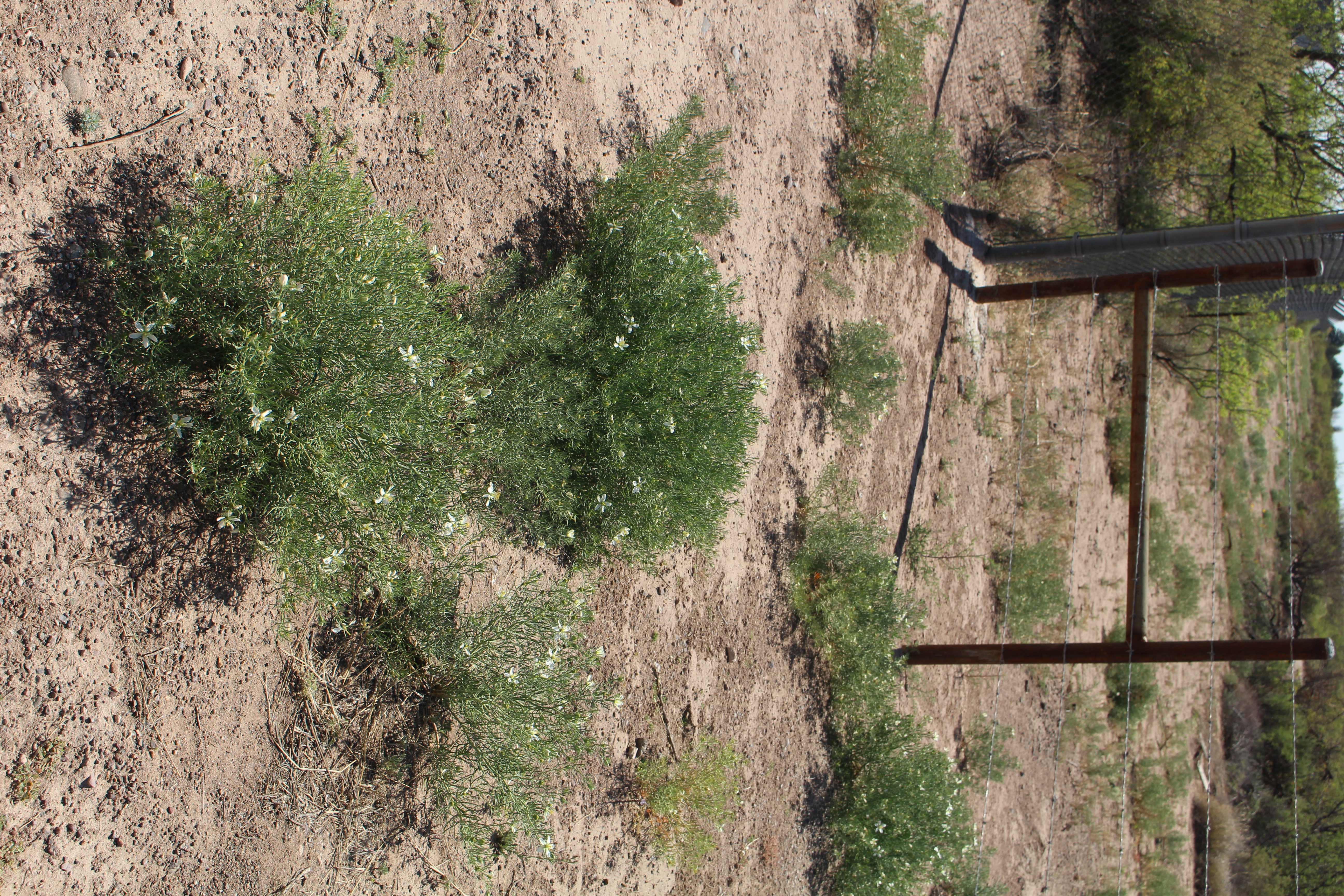 A cluster of flowering African Rue alongside a roadside in a sparse, arid landscape.