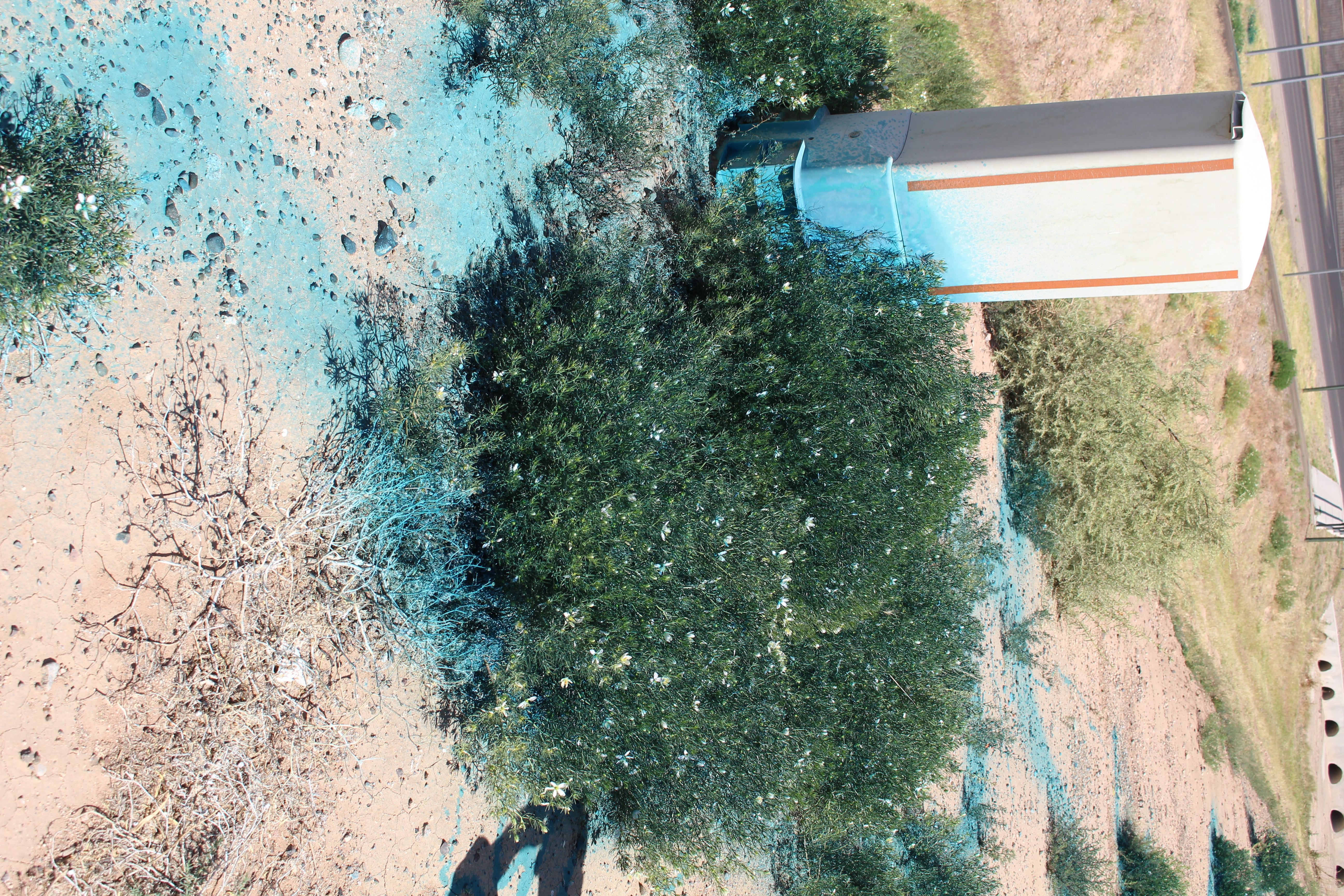 A landscape featuring African Rue sprayed with herbicide and blue dye mixture near a utility box.