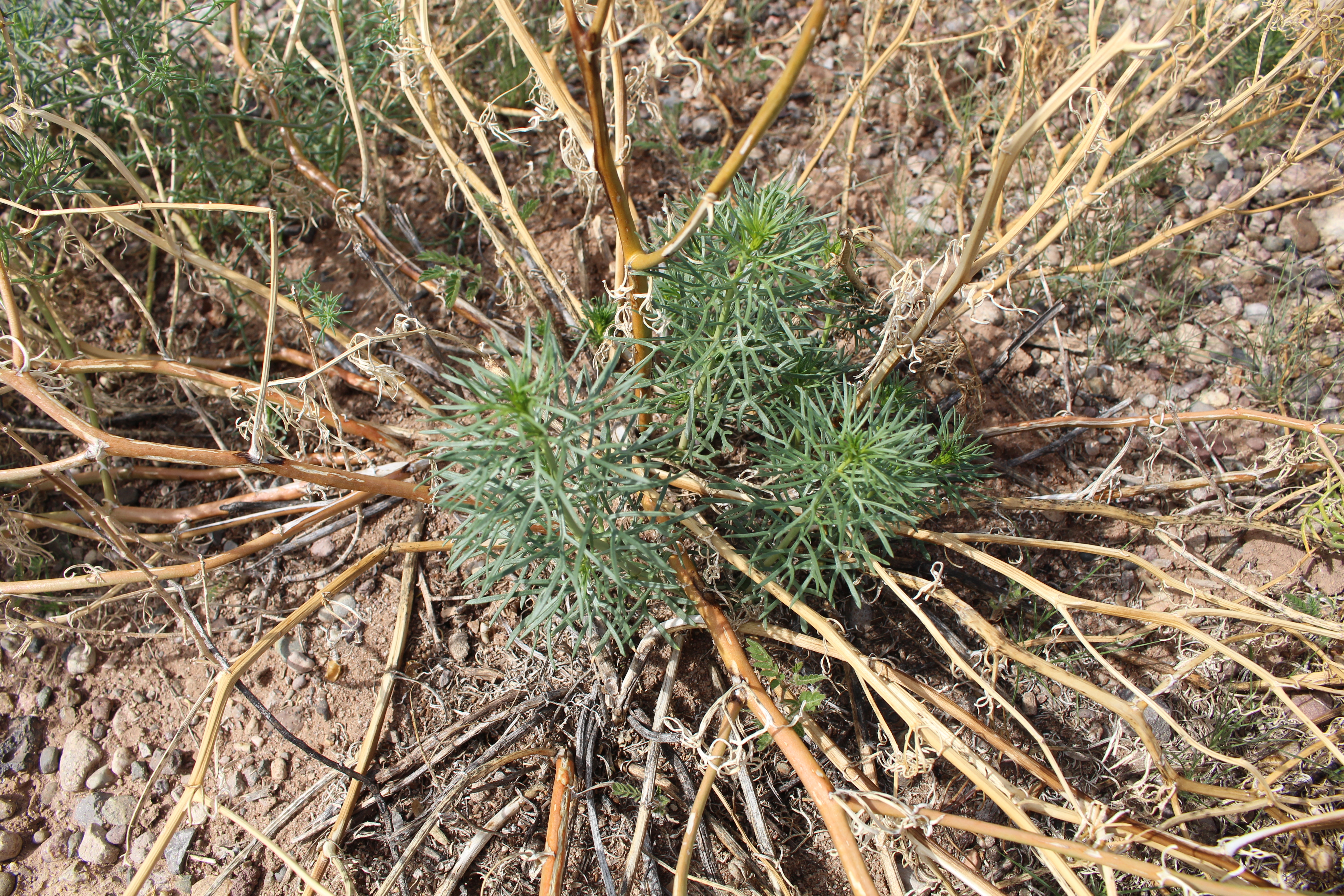 Close-up view of African Rue new vegetation grown on root system with bare, yellowish stems, set against a rocky soil background.