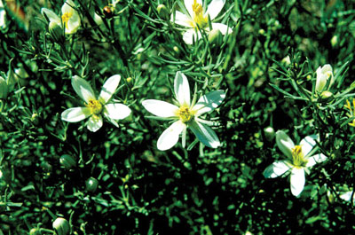 Photo of the flowers of the African rue plant.